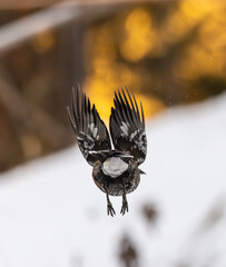 Eichelh&auml;her fliegt davon, r&uuml;ckansicht, wildtier.