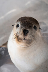 Naklejka premium Baby Sea Lion Pup