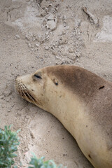 Obraz premium sea lion resting on the beach