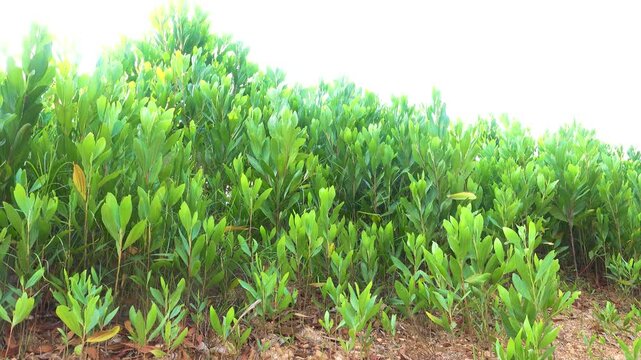 Young mangrove growth on the Andaman Sea coast, Penang Island