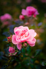 pink rose in garden