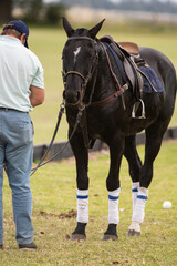 Polo horses, players, workers, tools, gear, equipment, field, sport.
