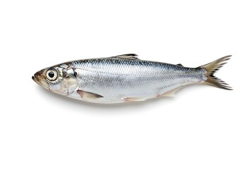 Obraz premium Fresh whole fish with silvery scales and natural appearance