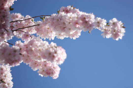 Dreamy Japanese Cherry Blossom on a sunny blue sky day