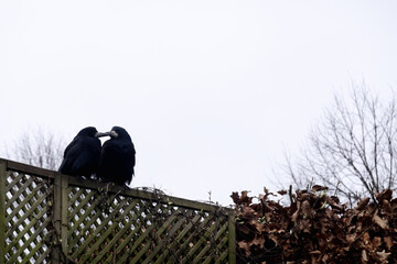 Obraz premium Two raven sitting close together, Love, Connection, Bond, Companionship. Funny couple. Valentines day
