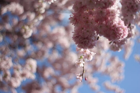 Dreamy Japanese Cherry Blossom on a sunny blue sky day