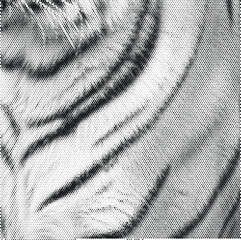 halftone texture tiger stripes fur animal pattern wildlife predator nature feline jungle bengal background stripe © AfsanaBinteSalam