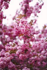 Bright branch full of pink sakura flowers close up in lovely spring garden. Blossoming cherry trees