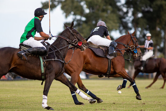 Polo horses, players, gear, equipment, tools, workers, field, sport
