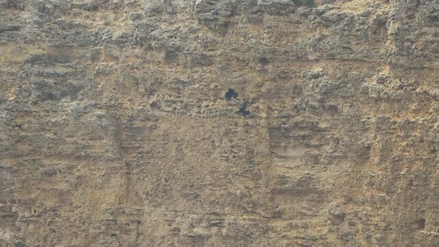Crows flying cliff, two dark birds soaring along a natural rocky cliff face