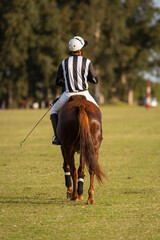 Polo horses, players, gear, equipment, tools, workers, field, sport