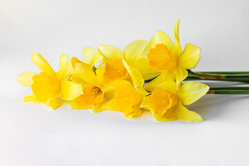 Bright yellow daffodil bouquet on white background for spring and nature photography