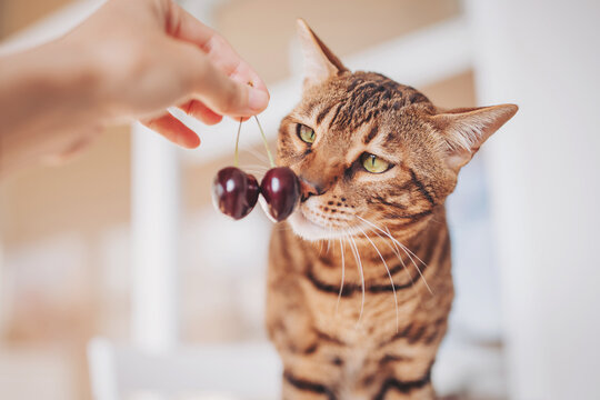 A playful Bengal cat leans in to examine a pair of cherries held out by a hand. The scene glows with warm afternoon light, creating a cozy atmosphere in the kitchen