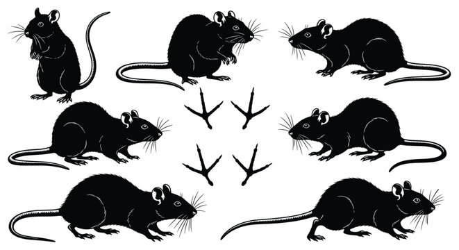 Black vector silhouette set of rats and rodents for concepts of pest control laboratory research infestation urban wildlife and veterinary