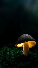 Glowing mushroom in dark forest environment.