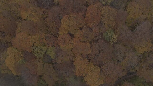 Ungraded Log Top Down Aerial Descent Toward Rusty Autumn Beech Forest Canopy Fagus Sylvatica