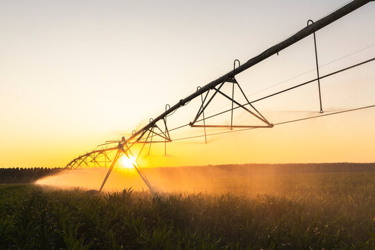 Agricultural watering pivot irrigation system on a corn field at sunset