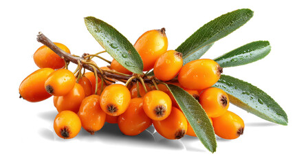 sea buckthorn berries on white background