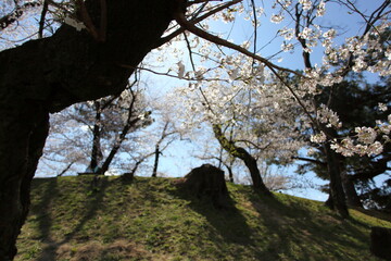 川沿いの土手の桜　
