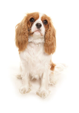 King Charles spaniel dog isolated on white