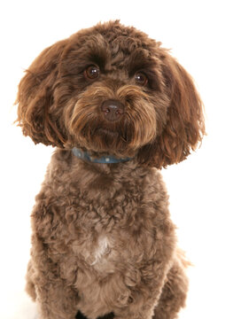 Brown cockerpoo dog isolated on a white background