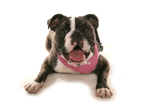 British bulldog laying isolated on a white background