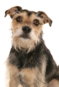 terrier dog portrait isolated on white