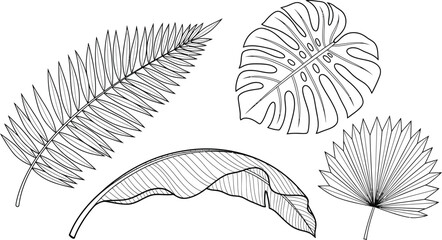 Assortment of detailed line art tropical plant leaves including monstera and palm fronds isolated on white background for design.