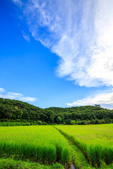 The blue sky and the green rice fields are pleasing to the eye.