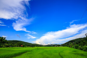 The blue sky and the green rice fields are pleasing to the eye.
