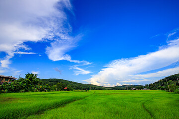 The blue sky and the green rice fields are pleasing to the eye.
