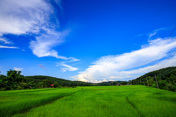 The blue sky and the green rice fields are pleasing to the eye.