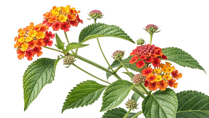 Poisonous Plant Lantana or Lantana camara on transparent background