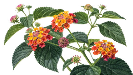 Poisonous Plant Lantana or Lantana camara isolated on transparent background