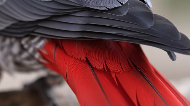 A close-up view of a bird's vibrant red legs and gray feathers in a natural setting
