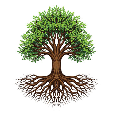 A detailed illustration of a large, mature tree with extensive roots spreading outwards.