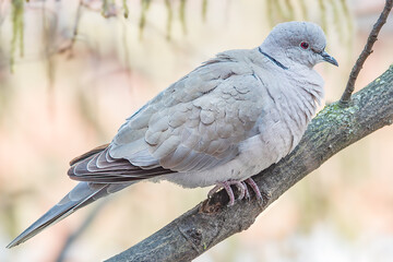 T&uuml;rkentaube auf einem Ast