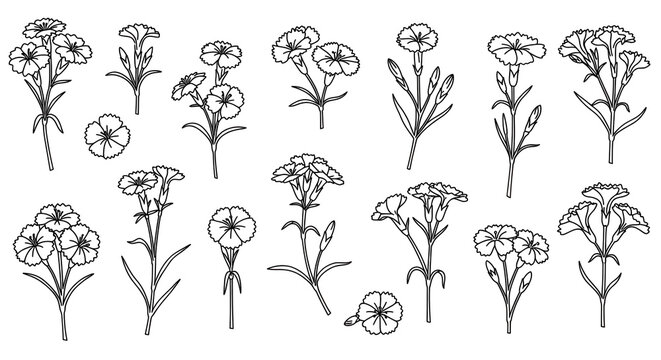 Detailed black and white carnation floral illustrations with varied bud and bloom stages isolated on white background