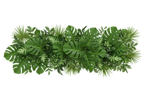 Lush tropical foliage arrangement featuring monstera, palm fronds, and variegated leaves isolated on white background
