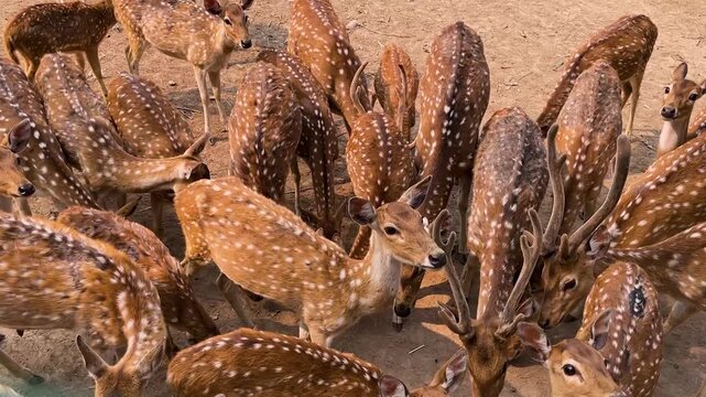 a group of deer 