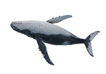 Fototapeta premium Detailed view of a humpback whale in profile isolated on white background