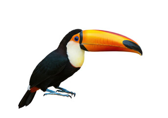 Obraz premium Striking toucan with vibrant colors and detailed feathered body isolated on white background