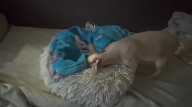 A beige Sphynx cat is making its fluffy bed, which is on the sofa