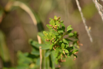 Wikstroemia ganpi is a rare deciduous shrub of the Thymelaeaceae family native to the southern coasts of Korea This is an authentic photography