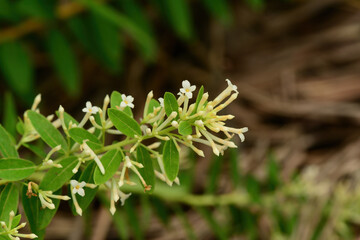 Fototapeta premium Wikstroemia ganpi is a rare deciduous shrub of the Thymelaeaceae family native to the southern coasts of Korea This is an authentic photography