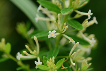 Obraz premium Wikstroemia ganpi is a rare deciduous shrub of the Thymelaeaceae family native to the southern coasts of Korea This is an authentic photography