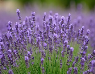 Obraz premium Lavender blooms in a field in summer. Floral background, poster, card, wallpaper, nature beauty.