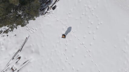 Person walking across a snow-covered field with footprints and a long shadow, showcasing themes of adventure, journey, nature, and individual experience in a cold environment