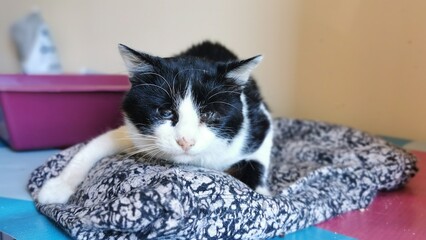 Cat resting on a soft blanket indoors during daytime in a cozy home environment with a simple background showing pastel colors