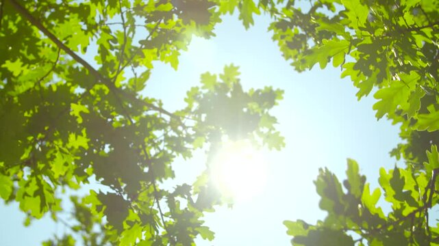 sun shining through trees